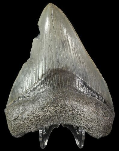 Fossil Megalodon Tooth - South Carolina #69249